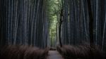 Menikmati Sunyi Hutan Bambu di Jepang yang Bikin Hati Adem