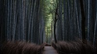 Hutan Bambu Arashiyama ini merupakan lokasi wisata paling populer di Kyoto.