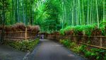 Menikmati Sunyi Hutan Bambu di Jepang yang Bikin Hati Adem