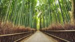 Menikmati Sunyi Hutan Bambu di Jepang yang Bikin Hati Adem