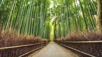 Jenis bambu yang tumbuh di kawasan ini berjenis Bambu Moso (Phyllostachys edulis).
