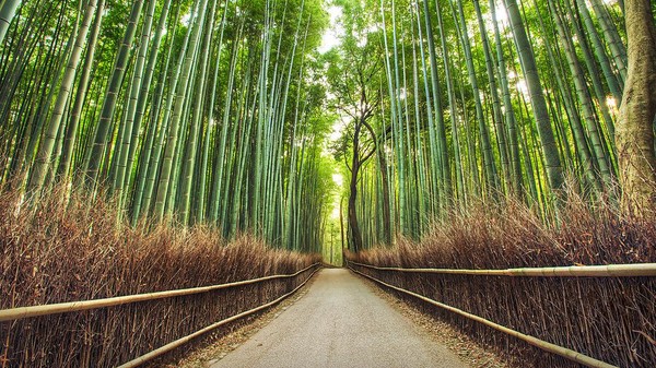 Jenis bambu yang tumbuh di kawasan ini berjenis Bambu Moso (Phyllostachys edulis).