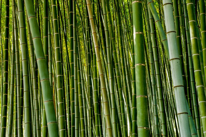 Bicara soal destinasi wisata di Jepang rasanya tak akan pernah habis. Hutan bambu juga menjadi salahs atu destinasi favorit. Yuk, intip foto-fotonya.