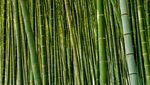 Menikmati Sunyi Hutan Bambu di Jepang yang Bikin Hati Adem