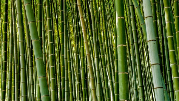 Kementerian Lingkungan Hidup setempat menganggap hutan bambu ini sebagai soundscape Jepang.