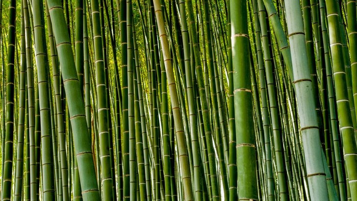 Bicara soal destinasi wisata di Jepang rasanya tak akan pernah habis. Hutan bambu juga menjadi salahs atu destinasi favorit. Yuk, intip foto-fotonya.