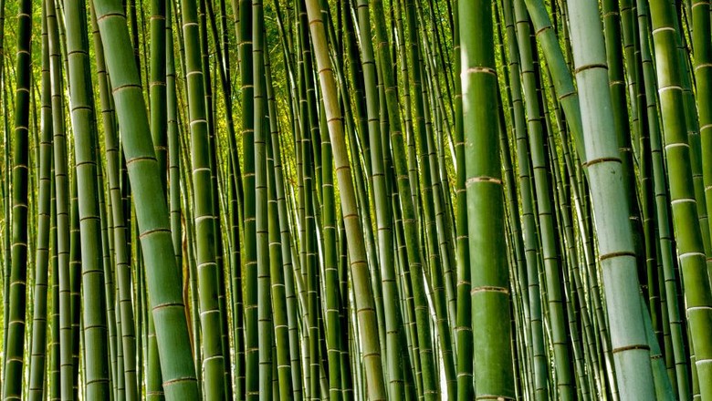 Menjelajah Hutan Bambu di Jepang yang Bikin Hati Adem Bicara soal destinasi wisata di Jepang rasanya tak akan pernah habis. Hutan bambu juga menjadi salahs atu destinasi favorit. Yuk, intip foto-fotonya.