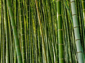 Ada Bambu yang Berbunga 120 Tahun Sekali di Jepang, Disebut sebagai Tanda Bencana