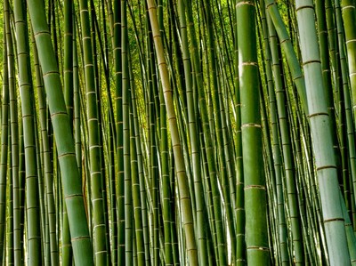 Tentang Hutan Bambu Bali, Lebih dari yang di Jepang-China?