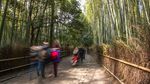 Menikmati Sunyi Hutan Bambu di Jepang yang Bikin Hati Adem