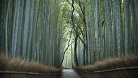 Dari Kuil Ten-Ryu, Kyoto, deretan hutan bambu tumbuh subur hingga menjadi salahs atu destinasi paling menjadi incaran. Suasananya asri banget gaes.