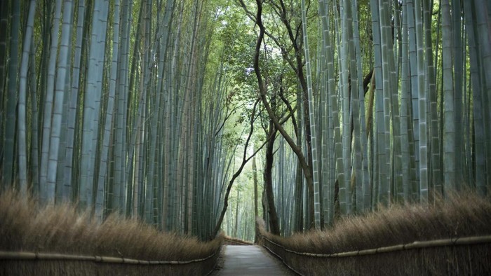Bicara soal destinasi wisata di Jepang rasanya tak akan pernah habis. Hutan bambu juga menjadi salahs atu destinasi favorit. Yuk, intip foto-fotonya.