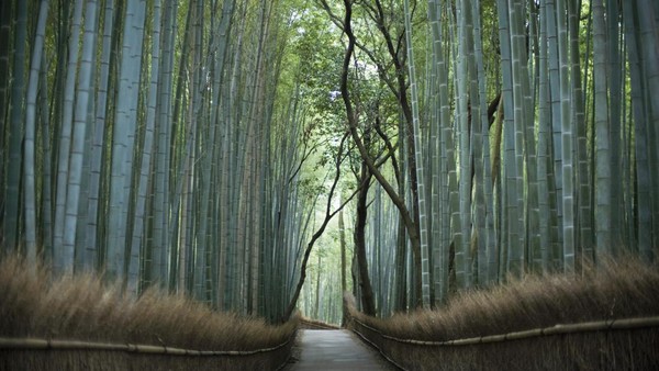 Dari Kuil Ten-Ryu, Kyoto, deretan hutan bambu tumbuh subur hingga menjadi salahs atu destinasi paling menjadi incaran. Suasananya asri banget gaes. Dari Kuil Ten-Ryu, Kyoto, deretan hutan bambu tumbuh subur hingga menjadi salahs atu destinasi paling menjadi incaran. Suasananya asri banget gaes.