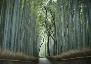 Menikmati Sunyi Hutan Bambu di Jepang yang Bikin Hati Adem