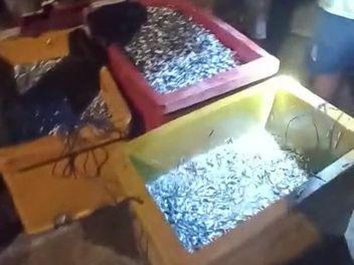 Nelayan Gunungkidul panen ikan teri laut, Jumat (16/9/2022).