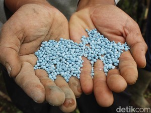Rezeki Petani Asri dengan Pupuk Asli Ber-SNI