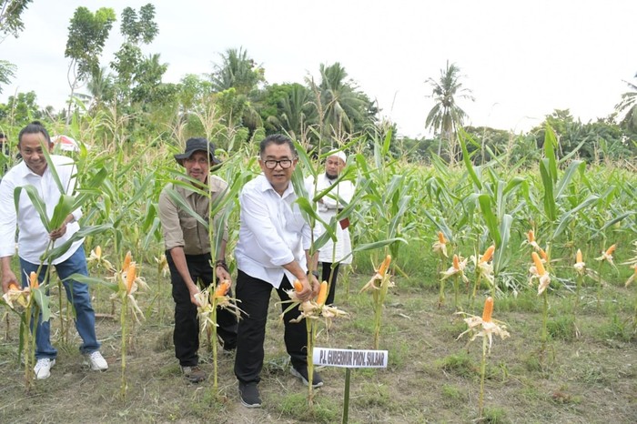 PJ Gubernur Sulbar, Akmal Malik