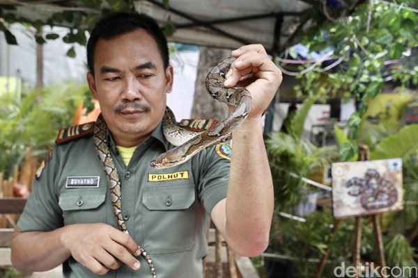 Ular sanca atau phyton adalah jenis terbanyak yang kerap muncul di rumah saat musim hujan. Ular dengan kulit bermotif lurik ini tidak memiiki bisa tapi punya lilitan mematikan. (Rengga Sancaya/detikFoto) Ular sanca atau phyton adalah jenis terbanyak yang kerap muncul di rumah saat musim hujan. Ular dengan kulit bermotif lurik ini tidak memiiki bisa tapi punya lilitan mematikan. (Rengga Sancaya/detikFoto)