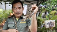 Ular sanca atau phyton adalah jenis terbanyak yang kerap muncul di rumah saat musim hujan. Ular dengan kulit bermotif lurik ini tidak memiiki bisa tapi punya lilitan mematikan. (Rengga Sancaya/detikFoto)