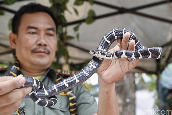 Yang ini adalah ular cincin perak atau Boiga dendrophila. Mereka hidup di area mangrove, sehingga sering ditemukan di rumah warga yang berada di area pesisir. (Rengga Sancaya/detikFoto) Yang ini adalah ular cincin perak atau Boiga dendrophila. Mereka hidup di area mangrove, sehingga sering ditemukan di rumah warga yang berada di area pesisir. (Rengga Sancaya/detikFoto)