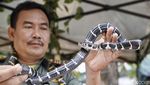 Aneka Ular yang Suka Masuk ke Rumah Saat Musim Hujan