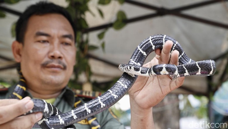 Suyatno, polisi hutan Suyatno, polisi hutan