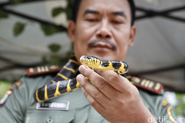 Sama seperrti ular cincin perak, yang ini adalah ular cincin emas. Mereka memiliki bisa namun tidak mematikan bagi manusia, hanya membuat bengkak saja. (Rengga Sancaya/detikFoto) Sama seperrti ular cincin perak, yang ini adalah ular cincin emas. Mereka memiliki bisa namun tidak mematikan bagi manusia, hanya membuat bengkak saja. (Rengga Sancaya/detikFoto)