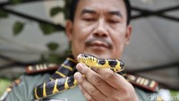 Sama seperrti ular cincin perak, yang ini adalah ular cincin emas. Mereka memiliki bisa namun tidak mematikan bagi manusia, hanya membuat bengkak saja. (Rengga Sancaya/detikFoto)