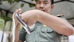 Aneka Ular yang Suka Masuk ke Rumah Saat Musim Hujan