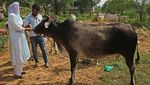 Wabah Kulit Berbenjol Serang Sapi-sapi di India, Ini Penampakannya
