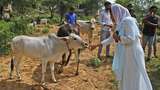 India Mau Bikin 14 Februari Hari Peluk Sapi, Klaim Bermanfaat bagi Mental