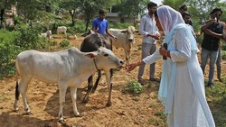 Ribuan sapi di India dilaporkan mengalami lumpy skin disease atau kulit berbenjol. Wabah penyakit ini disebut sebagai ancaman baru bagi ternak di seluruh dunia.