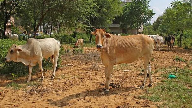 A cow suffering from lumpy skin disease, in Jaipur, Rajasthan, India, Thursday, Sept. 15, 2022. (Photo by Vishal Bhatnagar/NurPhoto via Getty Images)