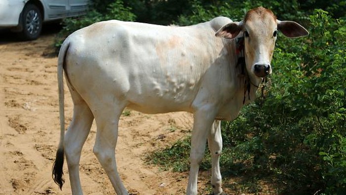 Wabah Kulit Berbenjol Serang Sapi-sapi di India