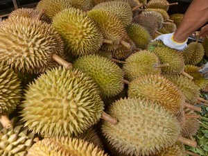 Terpopuler: Tertipu Durian bikin Wisman Lempar Timbangan ke Penjual