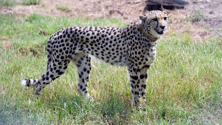 A cheetah is seen after Indias Prime Minister Narendra Modi released it following its translocation from Namibia, in Kuno National Park, Madhya Pradesh, India, September 17, 2022. Indias Press Information Bureau/Handout via REUTERS THIS IMAGE HAS BEEN SUPPLIED BY A THIRD PARTY. NO RESALES. NO ARCHIVES.