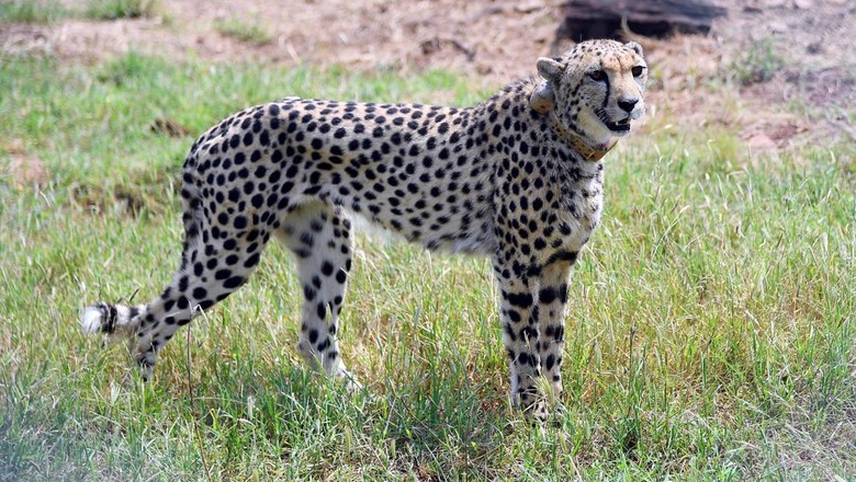 Cheetah A cheetah is seen after Indias Prime Minister Narendra Modi released it following its translocation from Namibia, in Kuno National Park, Madhya Pradesh, India, September 17, 2022. Indias Press Information Bureau/Handout via REUTERS THIS IMAGE HAS BEEN SUPPLIED BY A THIRD PARTY. NO RESALES. NO ARCHIVES.