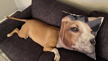 Anjing kepala raksasa. Foto: Reddit