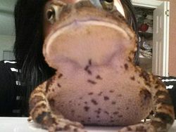 Yakin Melihat Gambar Ini Mata Tak Terkecoh?