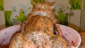 Itu bukan badan kucing. Foto: Reddit