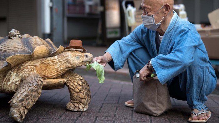 TOKYO, JAPAN - SEPTEMBER 16: An African tortoise named Bon-Chan walks with Hisao Mitani, not pictured, on the street on September 16, 2022 in Tokyo, Japan. Bon-chan, the 26-year-old tortoise who is cared for by 69-year-old funeral director Mitani, has become an internet sensation after starring in a viral tiktok video that has gained over seven million views since it was released, making both Mitani and Bon-chan tiktok celebrities. (Photo by Tomohiro Ohsumi/Getty Images)