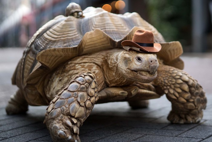 TOKYO, JAPAN - SEPTEMBER 16: An African tortoise named Bon-Chan walks with Hisao Mitani, not pictured, on the street on September 16, 2022 in Tokyo, Japan. Bon-chan, the 26-year-old tortoise who is cared for by 69-year-old funeral director Mitani, has become an internet sensation after starring in a viral tiktok video that has gained over seven million views since it was released, making both Mitani and Bon-chan tiktok celebrities. (Photo by Tomohiro Ohsumi/Getty Images)