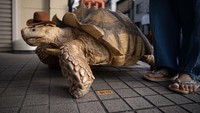 Bon-Chan diperkirakan memiliki berat 70 Kg.