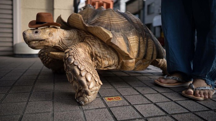 TOKYO, JAPAN - SEPTEMBER 16: An African tortoise named Bon-Chan walks with Hisao Mitani, not pictured, on the street on September 16, 2022 in Tokyo, Japan. Bon-chan, the 26-year-old tortoise who is cared for by 69-year-old funeral director Mitani, has become an internet sensation after starring in a viral tiktok video that has gained over seven million views since it was released, making both Mitani and Bon-chan tiktok celebrities. (Photo by Tomohiro Ohsumi/Getty Images)