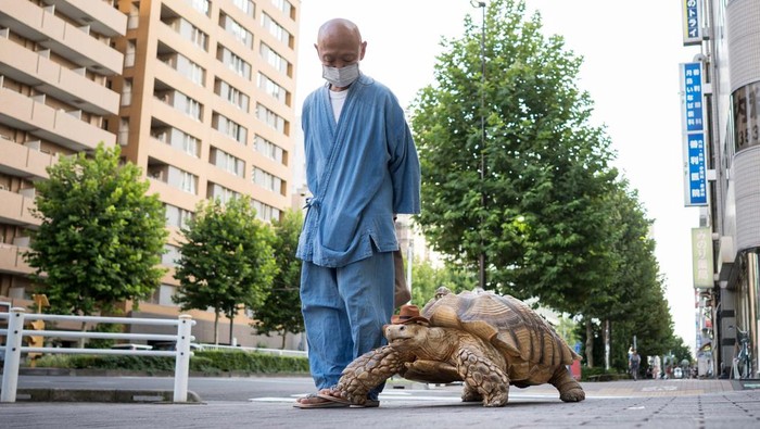 TOKYO, JAPAN - SEPTEMBER 16: An African tortoise named Bon-Chan walks with Hisao Mitani, not pictured, on the street on September 16, 2022 in Tokyo, Japan. Bon-chan, the 26-year-old tortoise who is cared for by 69-year-old funeral director Mitani, has become an internet sensation after starring in a viral tiktok video that has gained over seven million views since it was released, making both Mitani and Bon-chan tiktok celebrities. (Photo by Tomohiro Ohsumi/Getty Images)