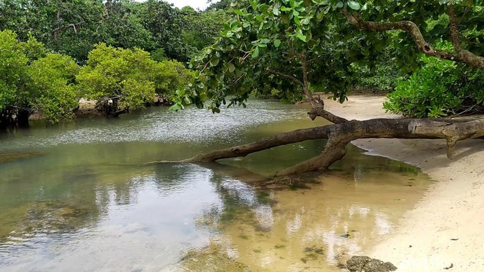 Kawasan Leuweung Sancang di Garut.