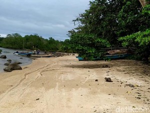 Mengenal Kaboa, Tanaman Sakti Tongkat Terakhir Prabu Siliwangi