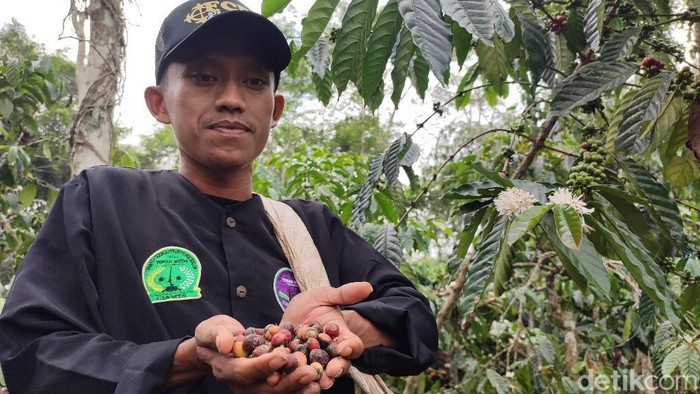 Petani Kopi sedang panen kopi di kebun kopi Gunung Gede, Kecamatan Rajadesa.