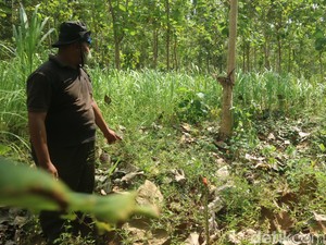 Misteri 11 Sumur yang Disebut Jejak Tragedi 1965 di Pati