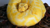 Hi..! Kalau dilihat sekilas, kue yang satu ini mirip sekali dengan ular asli. Bahkan hingga bagian mata dari permennya pun terlihat nyata.  Foto: Pool/Site